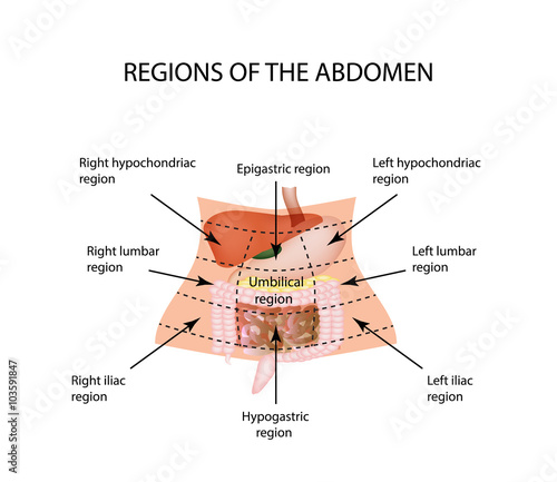 Abdominal Region. The liver, gallbladder, pancreas, stomach, duodenum, intestine, small intestine, large intestine, colon, rectum, apendiks, cecum.  photo