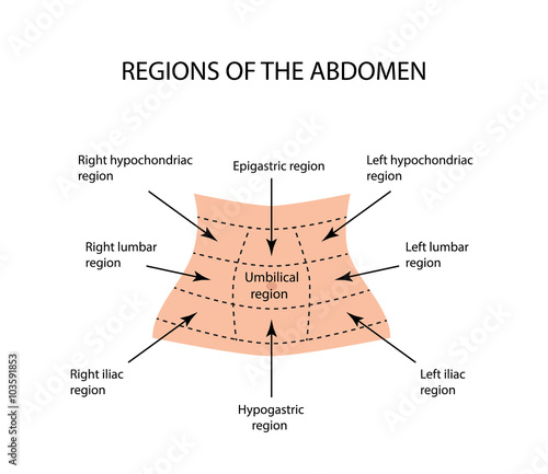 Abdominal Region. Vector illustration on isolated background