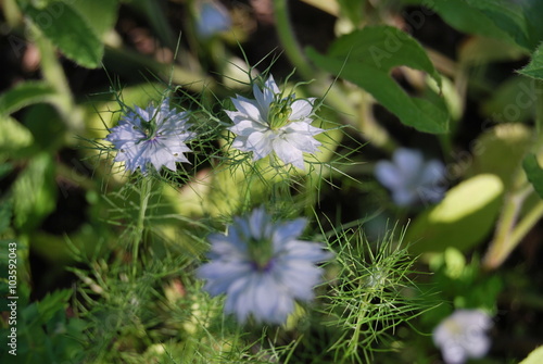 Bl  hende Jungfer im Gr  nen  Nigella damascena 