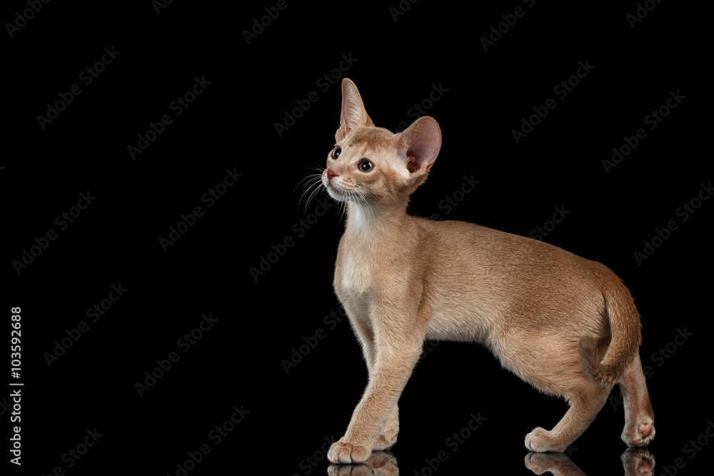 Portrait of Standing Abyssinian Kitten and Looking left isolated black