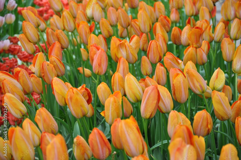 Fototapeta premium Tulipany