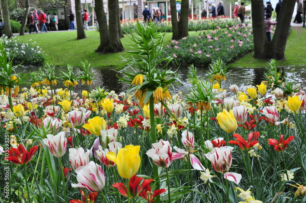 Fototapeta premium Tulipany