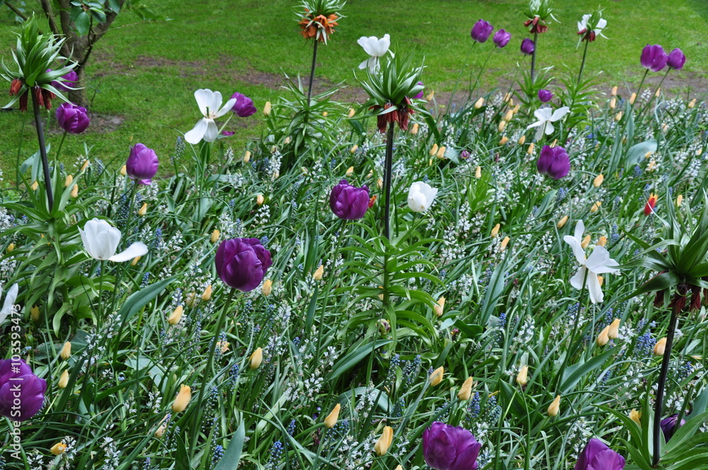 Obraz premium Tulipany