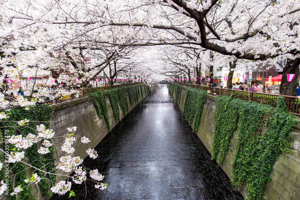 Obraz premium Kanał Meguro w Tokio podczas kwitnienia wiśni wiosną