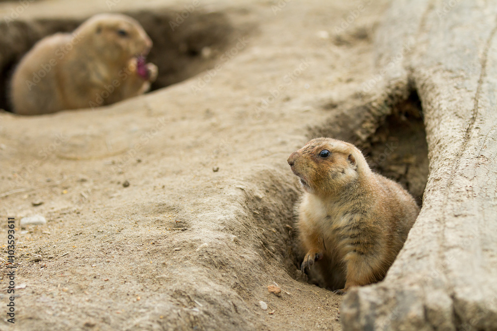 curious what that is