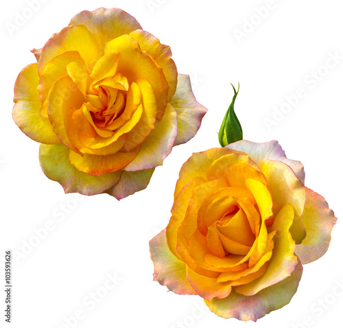 yellow roses isolated on white background
