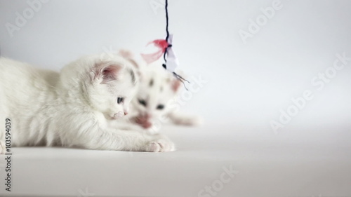 White fluffy kittens are having fun photo