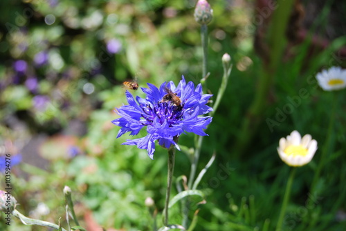 Blaue Kornblume mit Insekten - Centaurea cyanus - Nahaufnahme © summersum