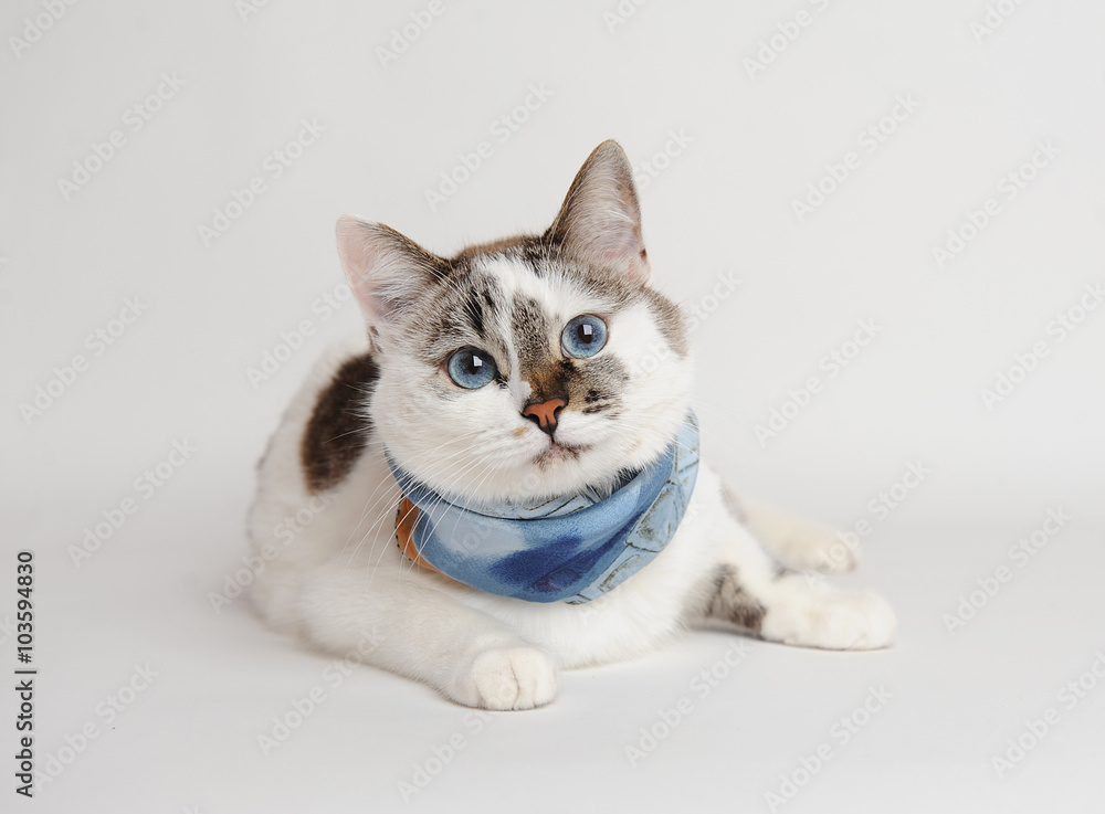 Cat in a blue scarf lying