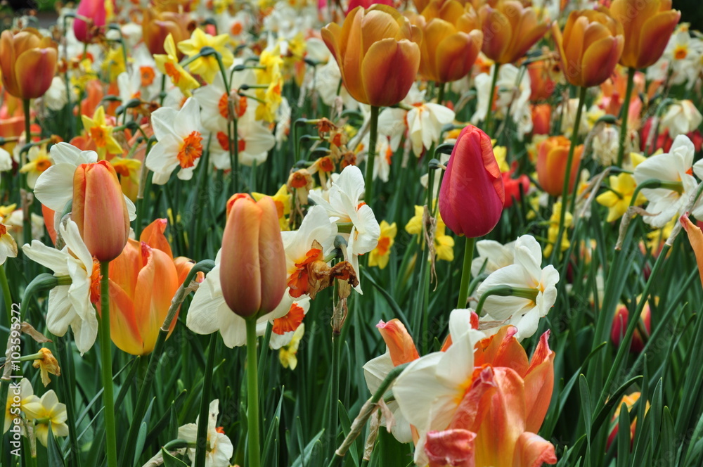 Fototapeta premium Tulipany