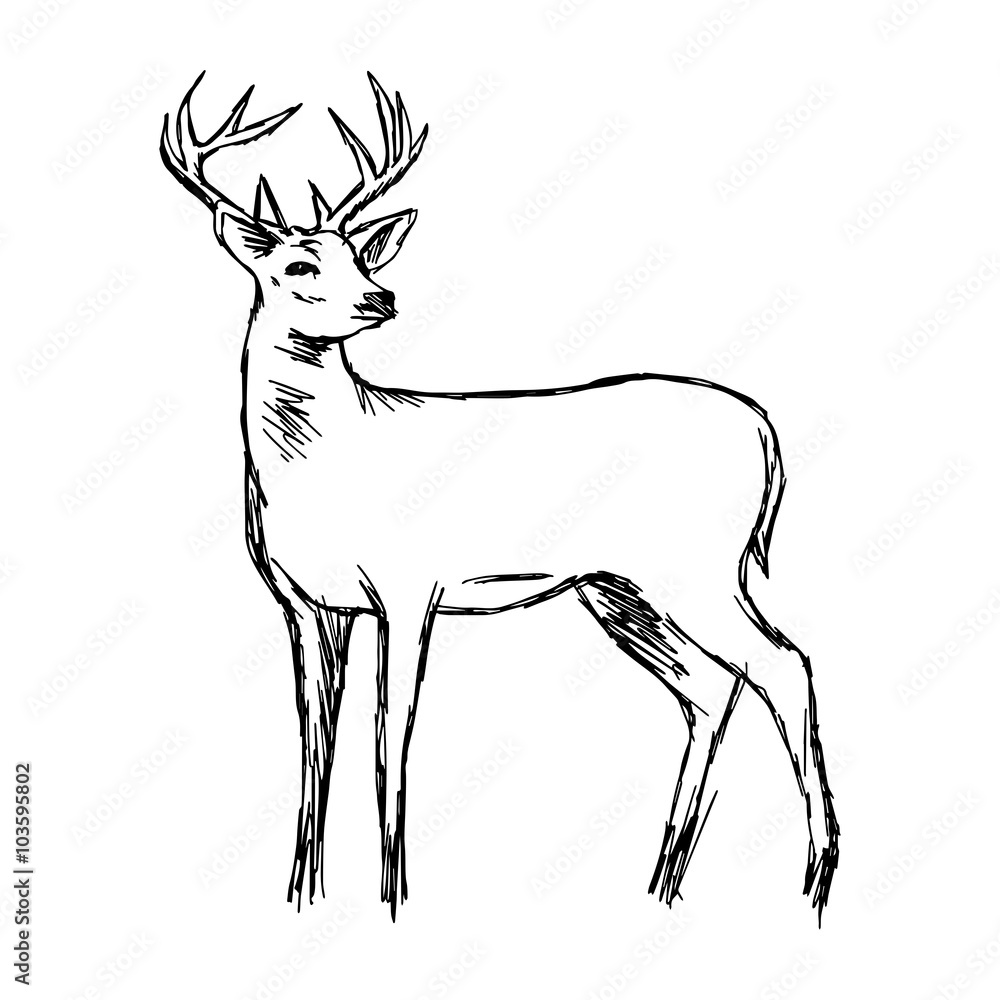 Obraz premium illustration vector doodle hand drawn of sketch dear looking back with beautiful horn, isolated on white background