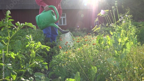 male farmer watering flower herb marigold in windy evening village garden. 4K UHD video clip. 
