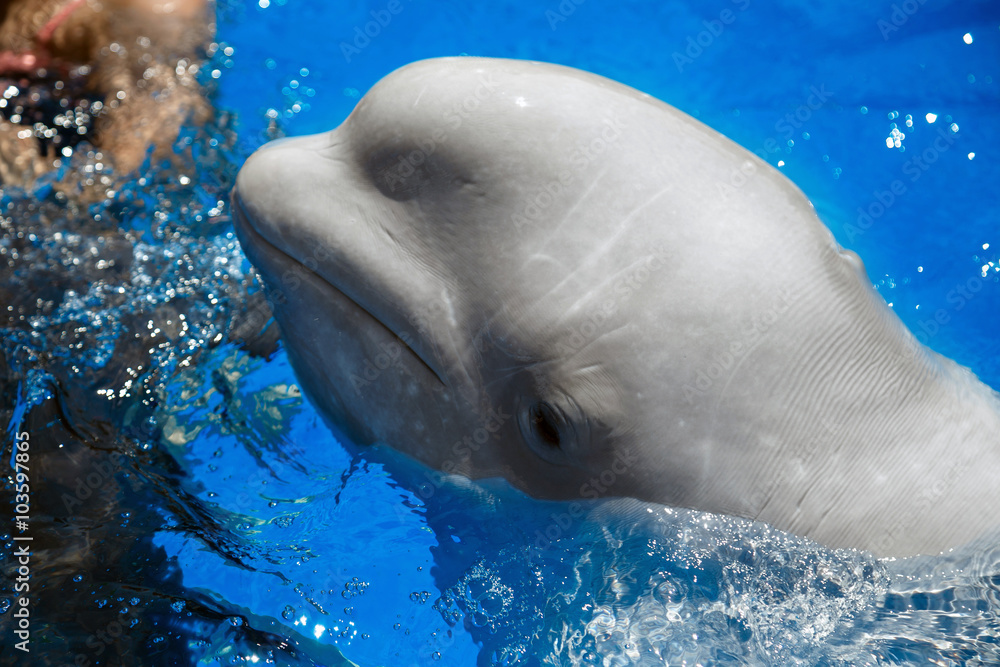Fototapeta premium beluga whale (white whale) in water