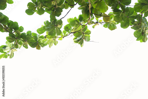 Blurred green foliage in summer with white background