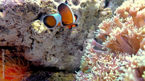 clown fish swimming in a tank with coral 4K