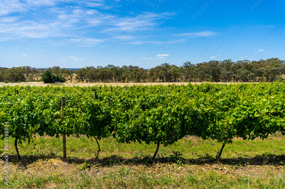 Australian vineyard with rural nature background