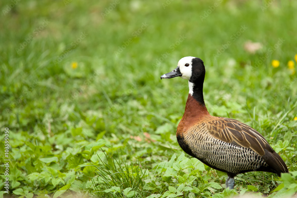 Obraz premium white-faced whistling duck