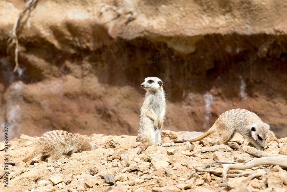 Fototapeta premium meerkat or suricate