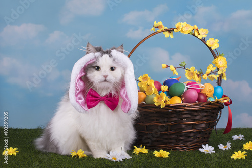 Fototapeta Naklejka Na Ścianę i Meble -  cat in the suit bunny celebrates Easter