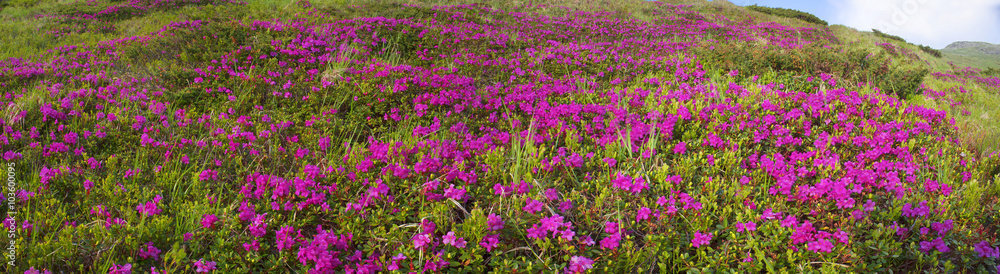rhododendrons Chornogory rhododendrons Chornogory