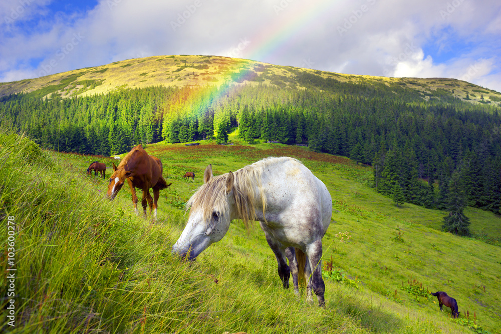 Fototapeta premium Carpathian mustangs in Gorgany