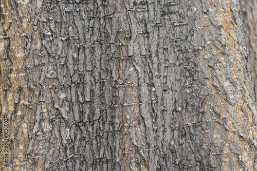 bark of tree, close up