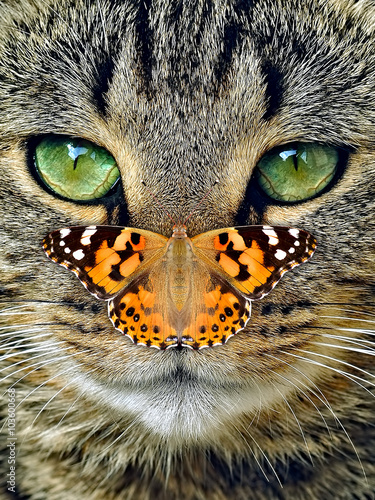 Canvas Print Colorful butterfly sitting on tabby cat