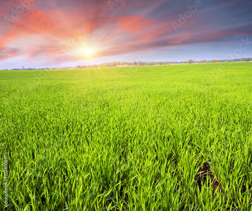 Fresh green field