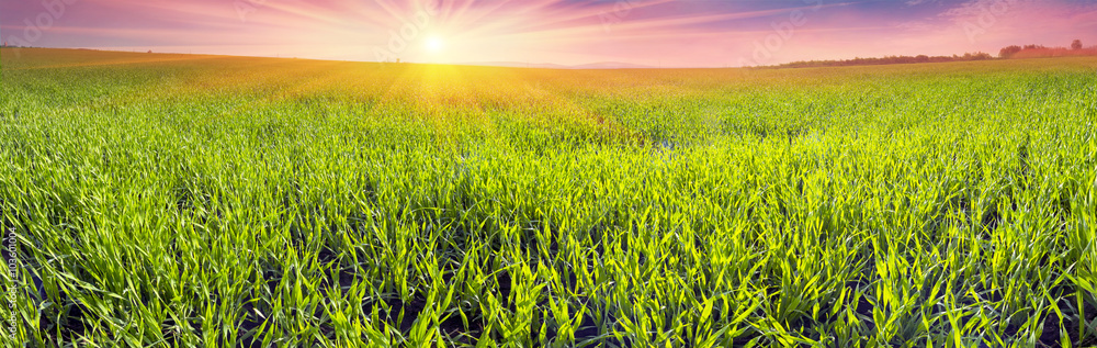 Fresh green field Fresh green field