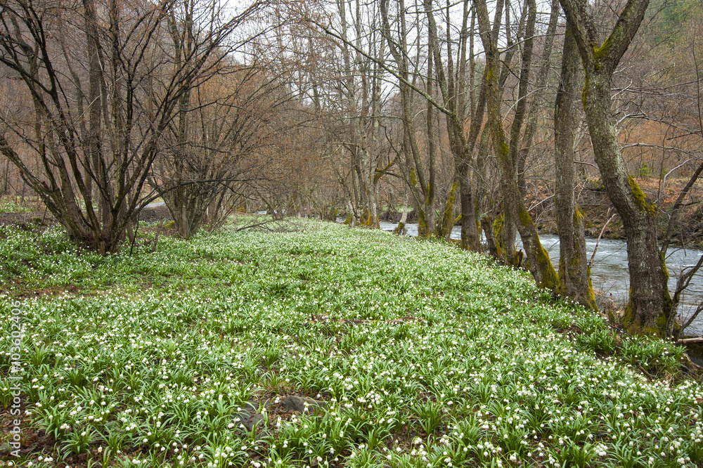 cowslip in a forest glade cowslip in a forest glade