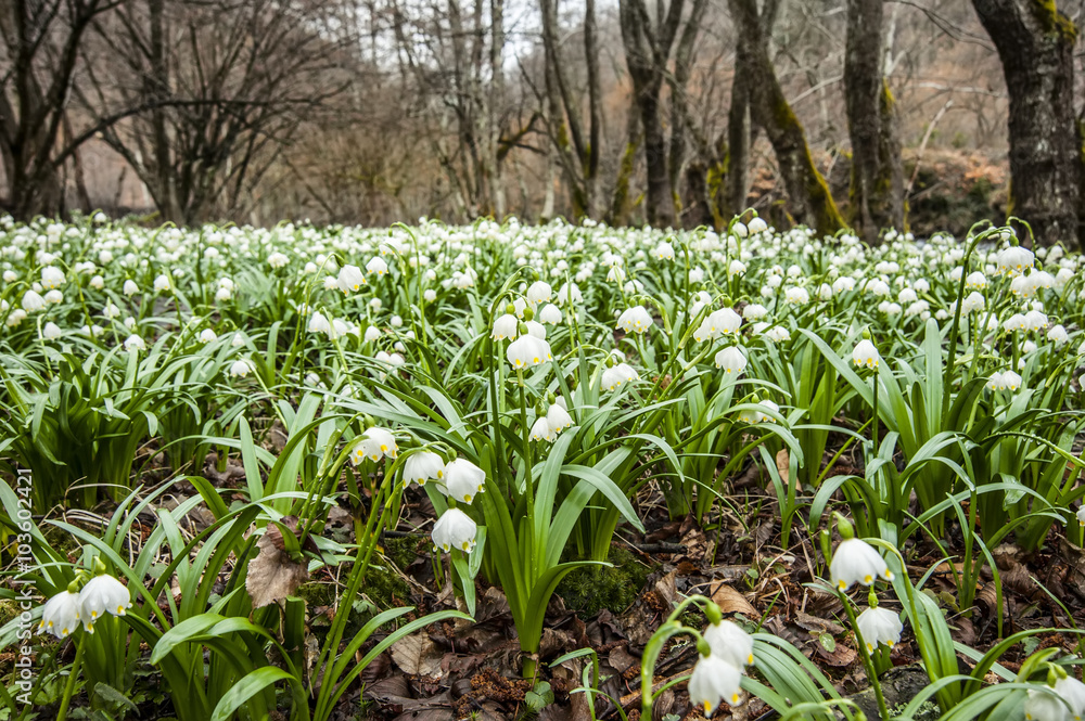 Obraz premium cowslip in a forest glade