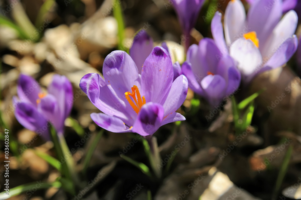 Crocus vernus Crocus vernus