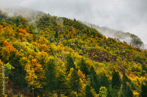 Amazing view of Slovenian forests near Bled, Slovenia.