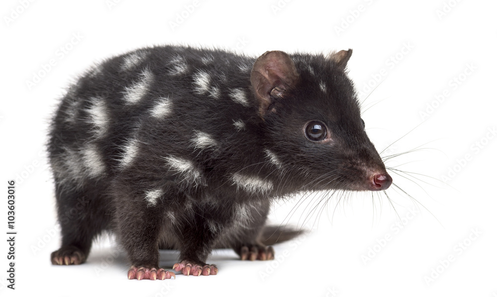 Obraz premium Quoll isolated on white