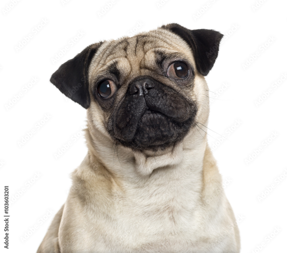 Close up of a Pug isolated on white