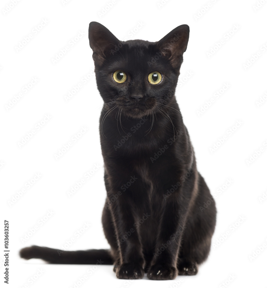 Black cat kitten looking at the camera, isolated on white