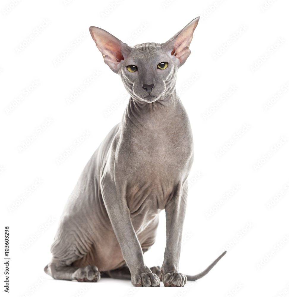 Peterbald looking at the camera, isolated on white