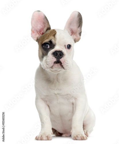 French bulldog looking at the camera  isolated on white