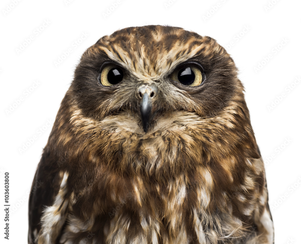 Close-up of a Southern boobook (Ninox boobook) Close-up of a Southern boobook (Ninox boobook)