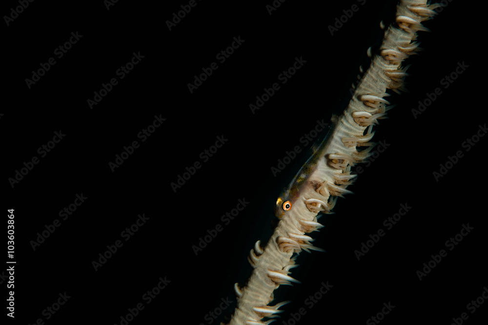 Naklejka premium Wire Coral Goby in Okinawa,JAPAN