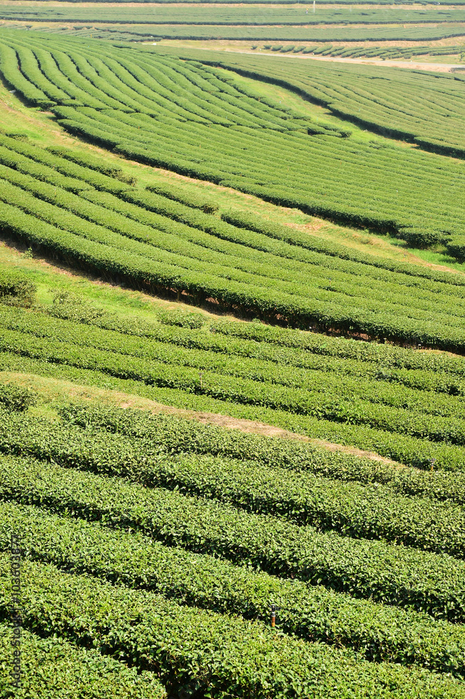 Tea plantation in Chiang Rai, Thailand 