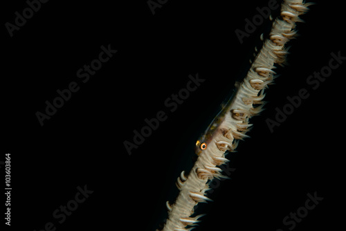 Wire Coral Goby in Okinawa,JAPAN