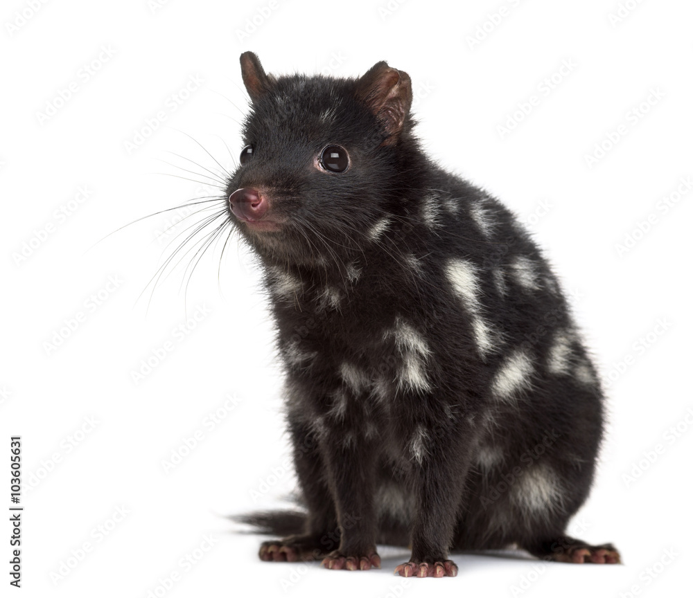 Quoll sitting isolated on white Quoll sitting isolated on white