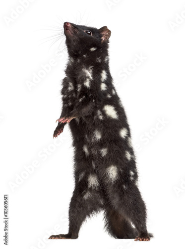 Quoll on his hind legs, isolated on white
