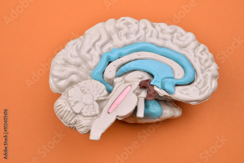 3D human brain model from external on orange background