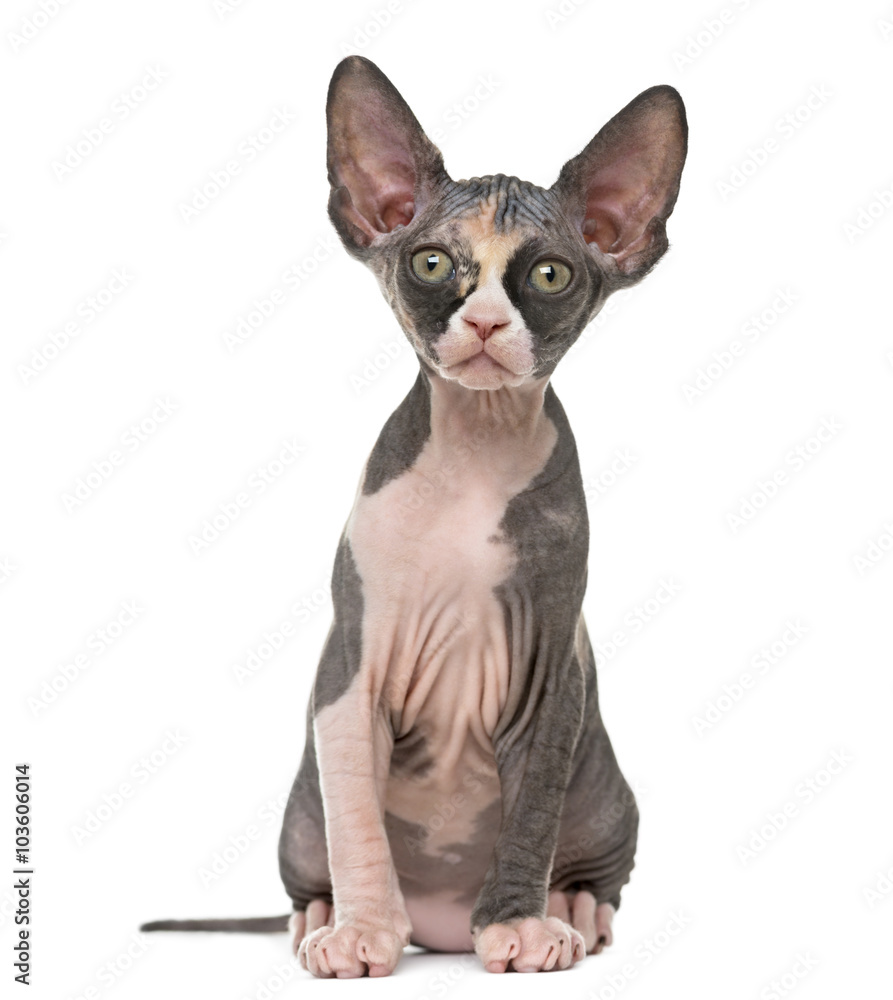 Front view of a Sphynx kitten isolated on white