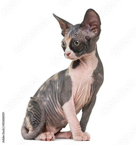 Sphynx kitten sitting, isolated on white © Eric Isselée