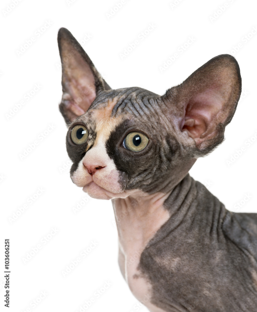 Close up of a Sphynx kitten, isolated on white