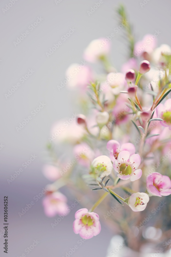 Obraz premium Flower sweet