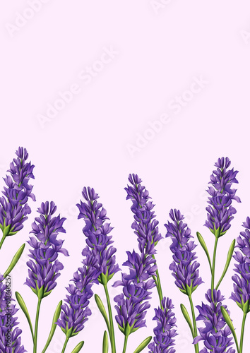 Fototapeta Naklejka Na Ścianę i Meble -  lavender composition background